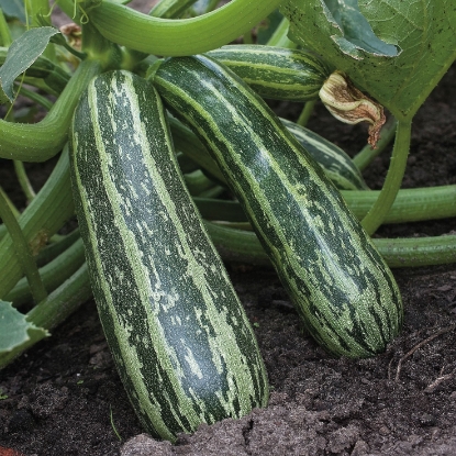 Picture of Marrow Tiger Cross F1